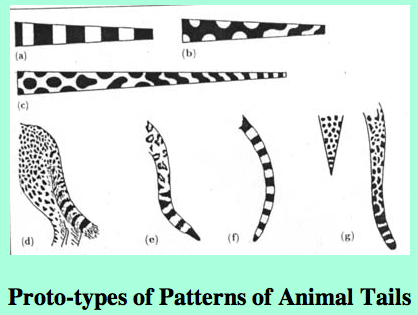 Proto-types of Patterns of Animal Tails