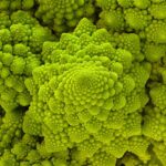 Le chou romanesco