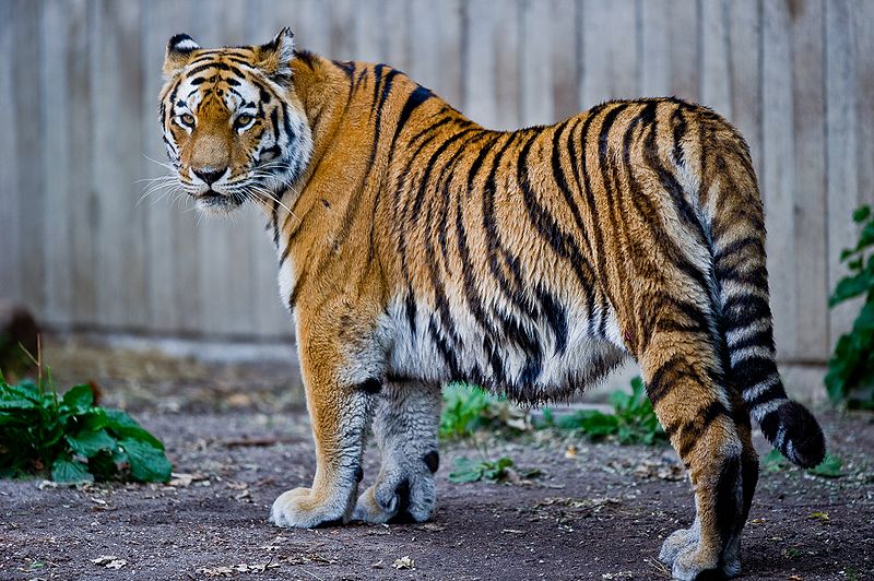 Un tigre