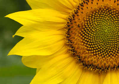 Tournesol et Fibonacci